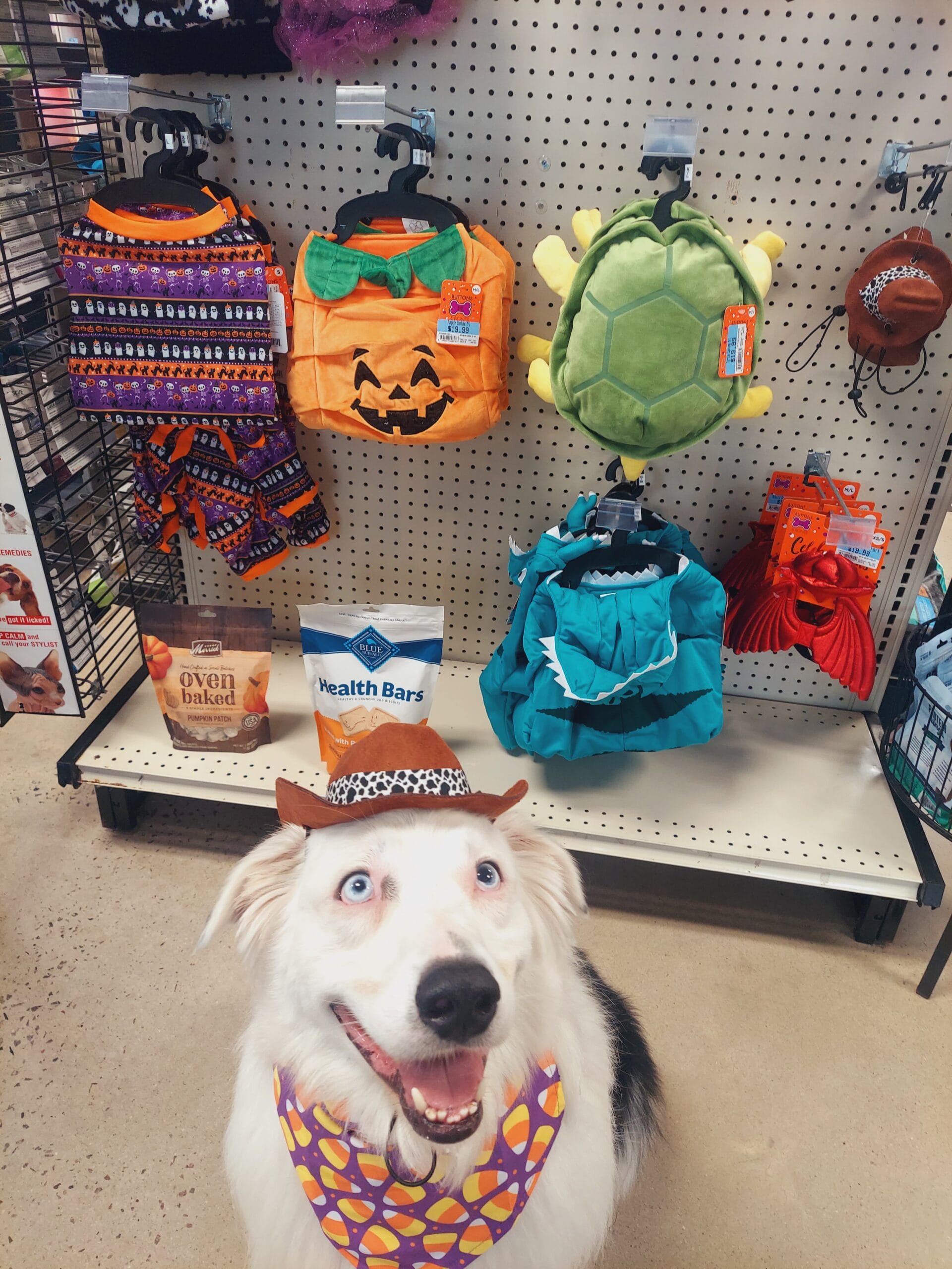 Australian Shepherd in Petsense with bandana and cowboy hat