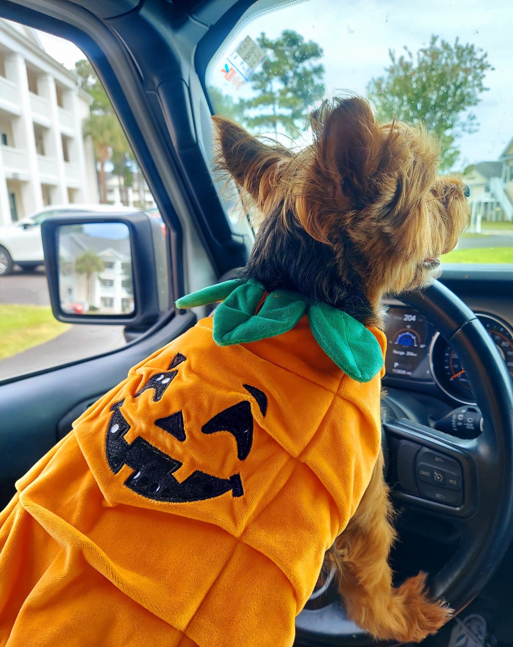 Yorkie with pumpkin outfit in the driver seat of a car