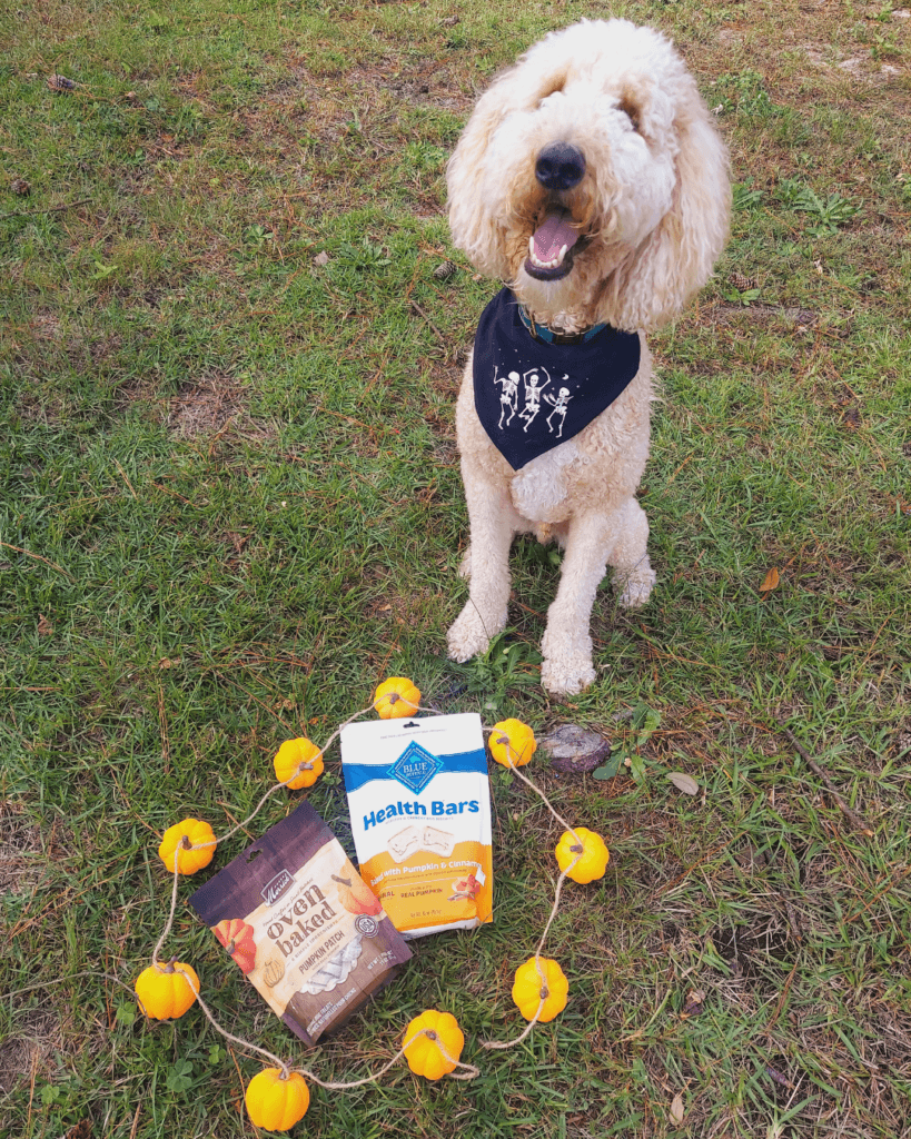 Goldendoodle with pumpkiin dog treats